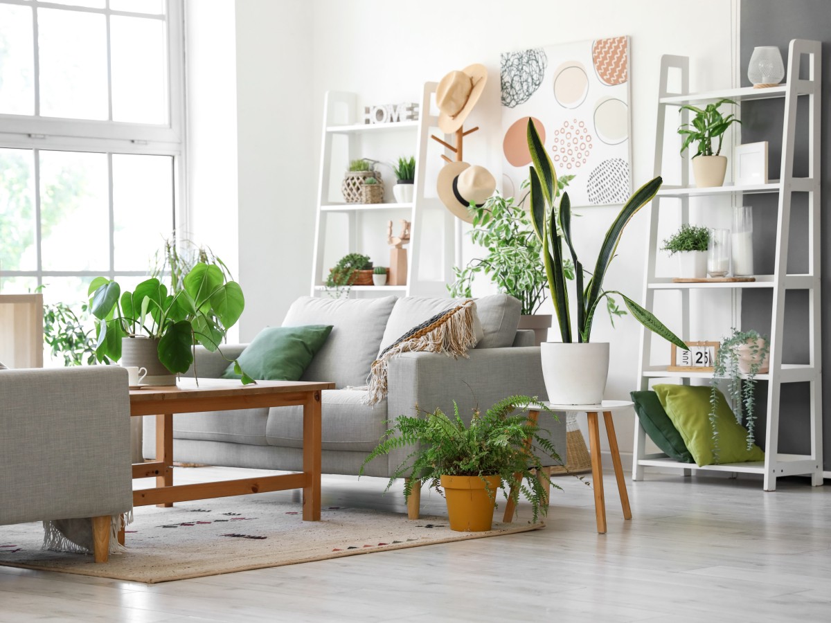 Plantas de interior: todo lo que debes saber para una decoración conectada a la naturaleza