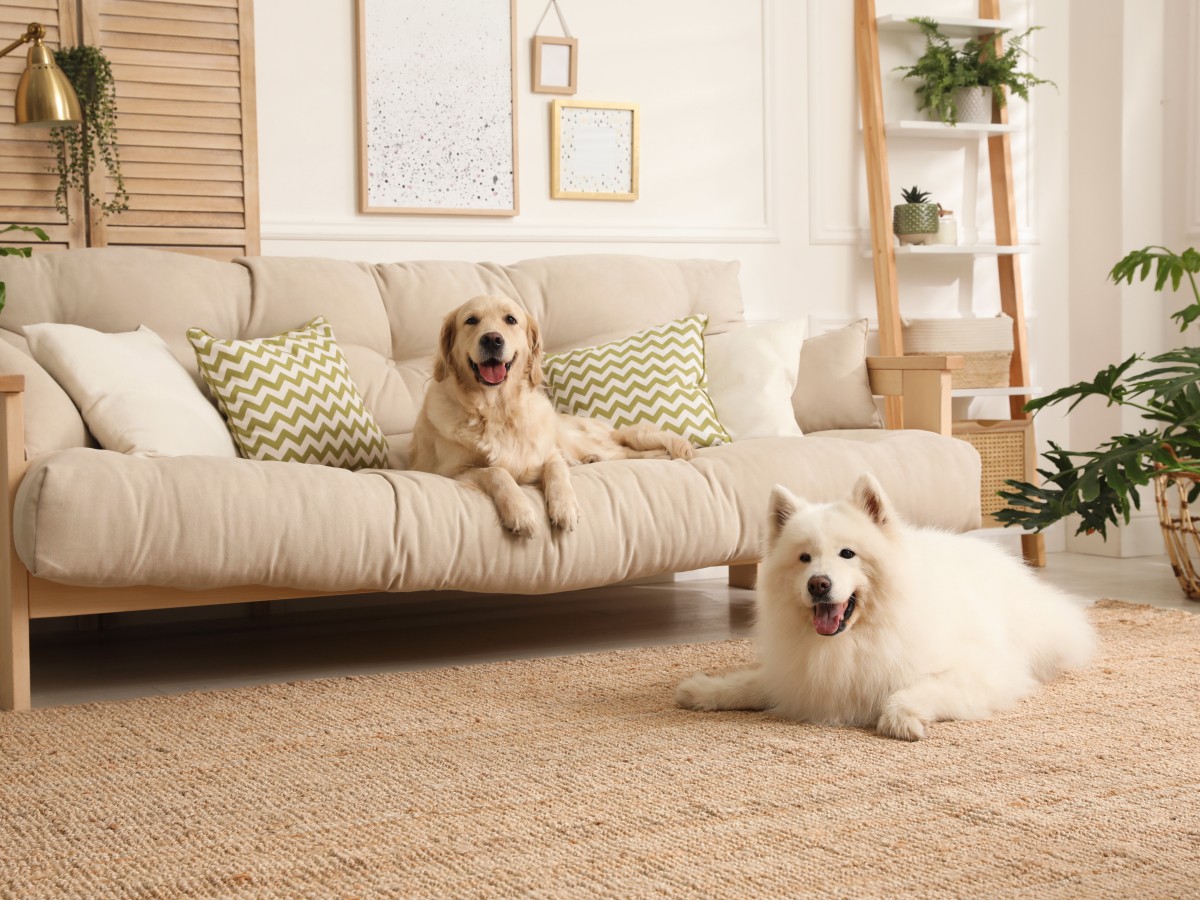 Salones pet friendly: decoración apta para mascotas