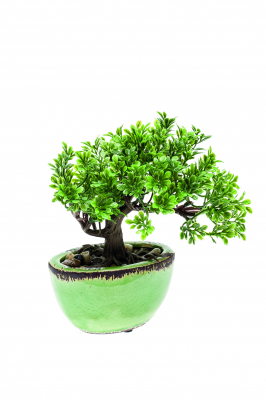 Mini Bonsái Ficus 19 cm, Decoplanta