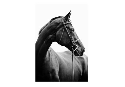 PORTRAIT OF HORSE POSTER+ marco blanco 50x70, Desenio