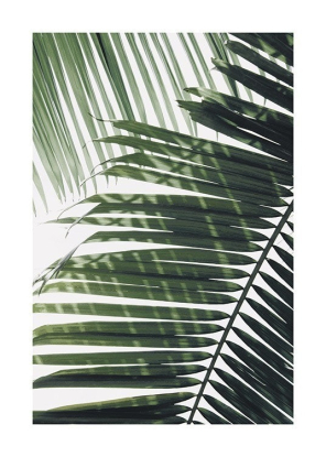 SUNRAY PALM POSTER 30x40, Desenio