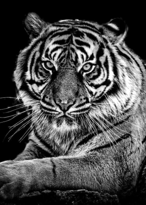 TIGER'S LOOK, Artesta