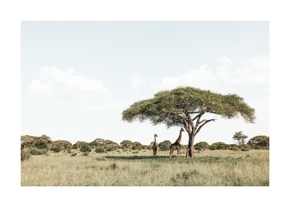 GIRAFFES IN SHADOW​ POSTER 30x40, Desenio