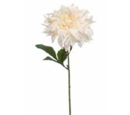 Dalia Blanca, Decoplanta