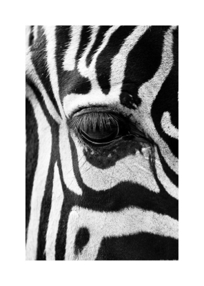 Zebra focus, Artesta