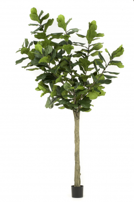 Ficus Lyrata Alto 300cm, Decoplanta