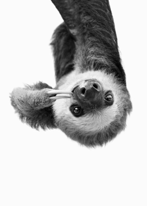 Sloth BW, Artesta