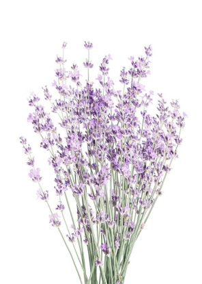 Lavender, Artesta